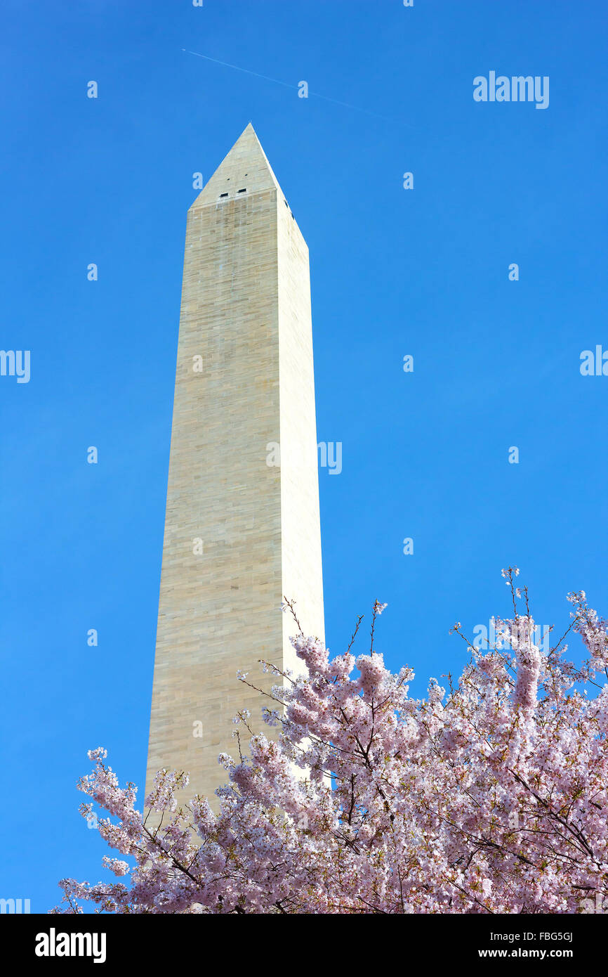Das Washington Monument mit Kirsche Blühender Zweig. Stockfoto