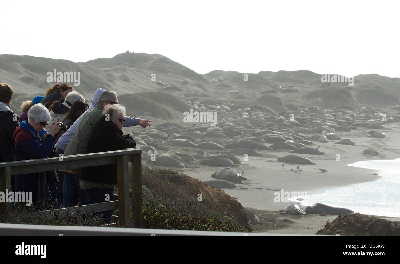 See-Elefant Rookery Stockfoto