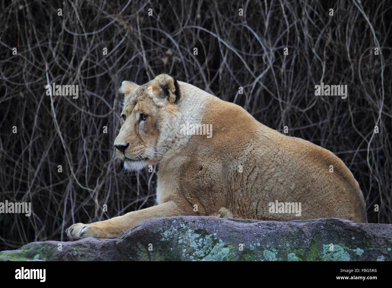 Indische Löwen, Panthera Leo Persica, Stockfoto