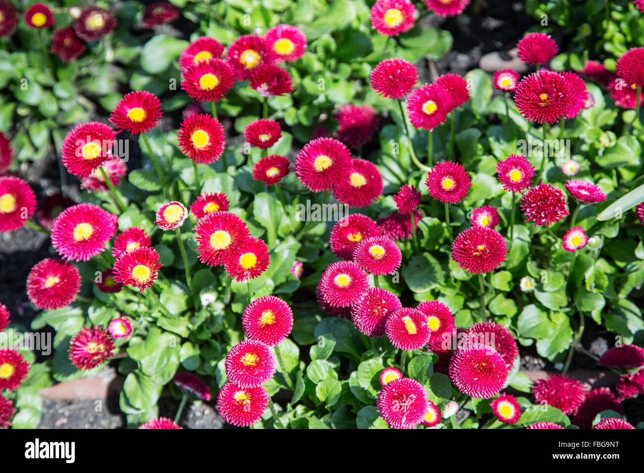 Blumen-bunte Gänseblümchen. Nahaufnahme. Natur-Hintergrund. Stockfoto
