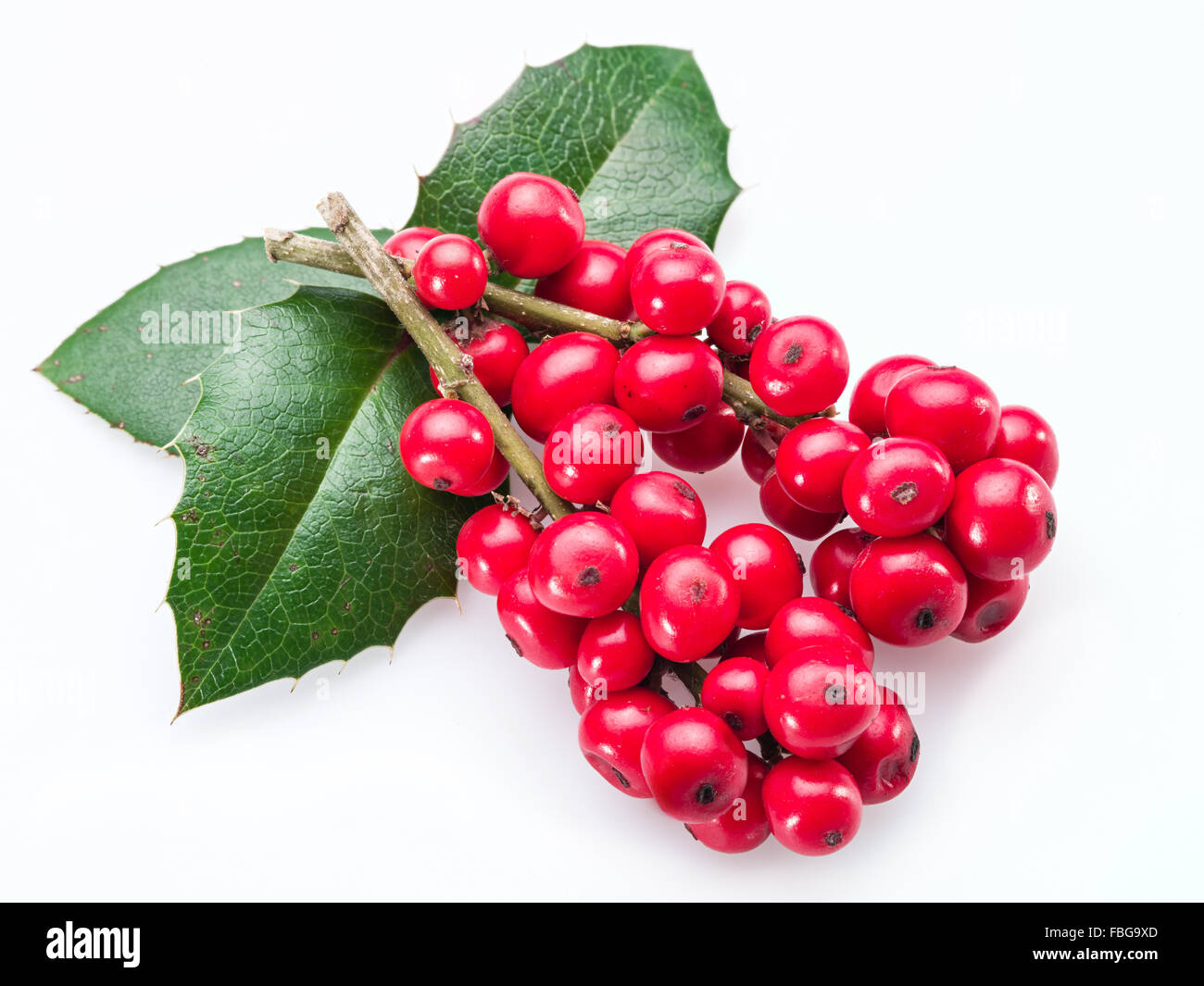 Stechpalme (Ilex) Blätter und Früchte auf einem weißen Hintergrund. Stockfoto