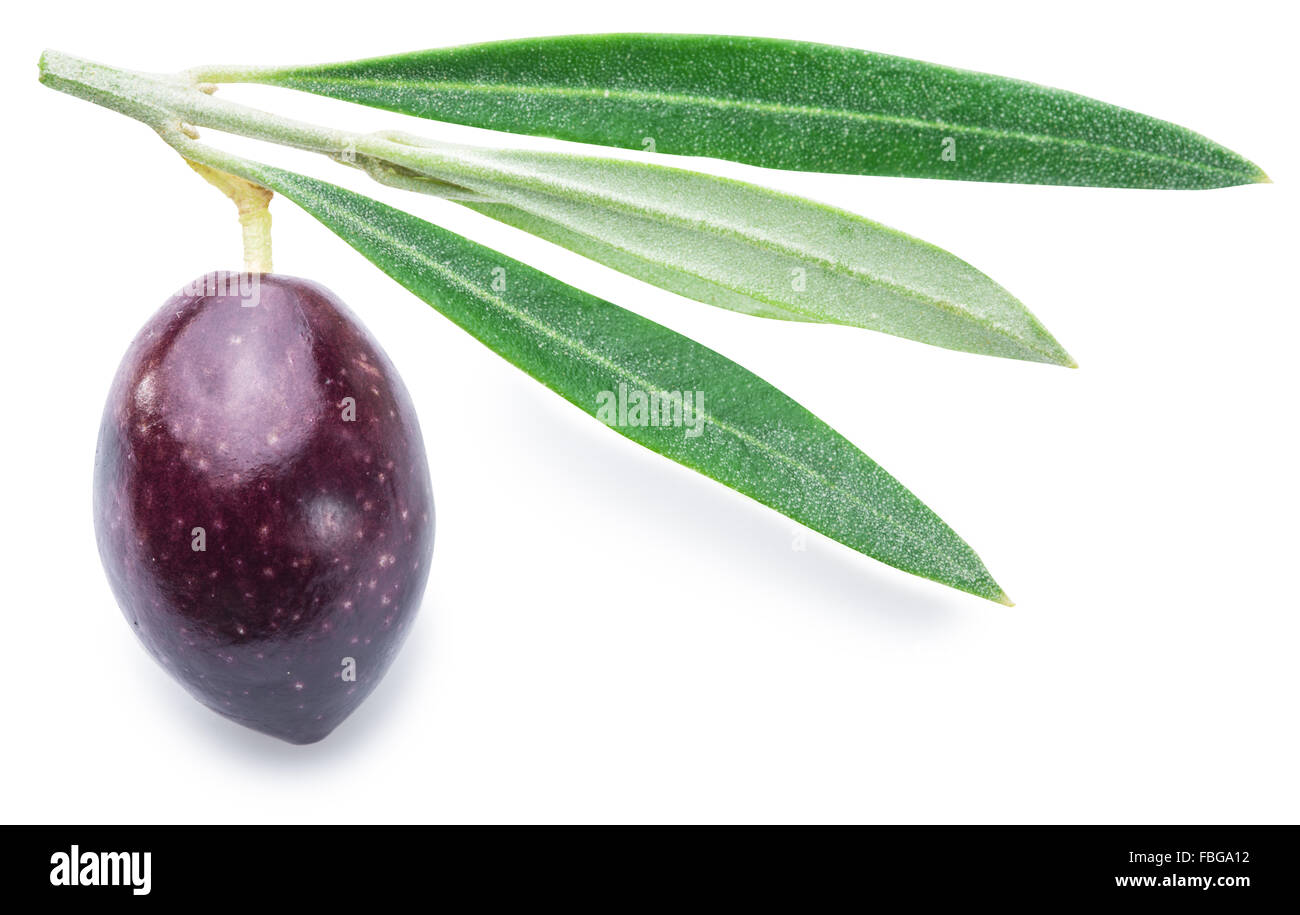 Eine Olive Beere mit Blättern auf einem weißen Hintergrund. Datei enthält Beschneidungspfade. Stockfoto