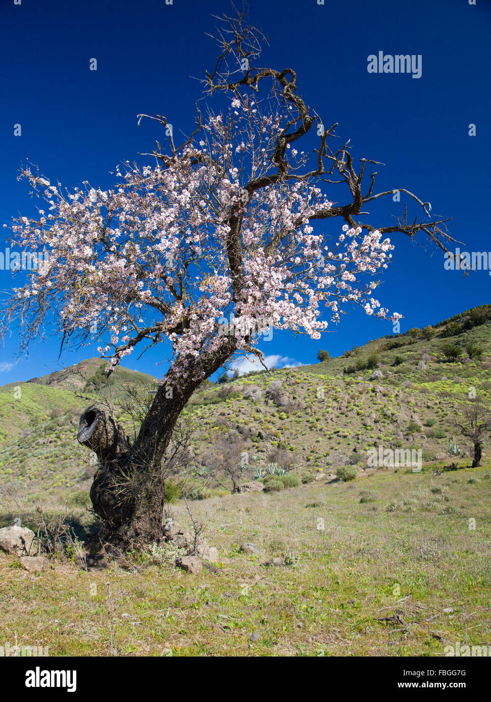 Gran Canaria, Caldera de Tejeda, Januar, Mandelbäume blühen ab Stockfoto