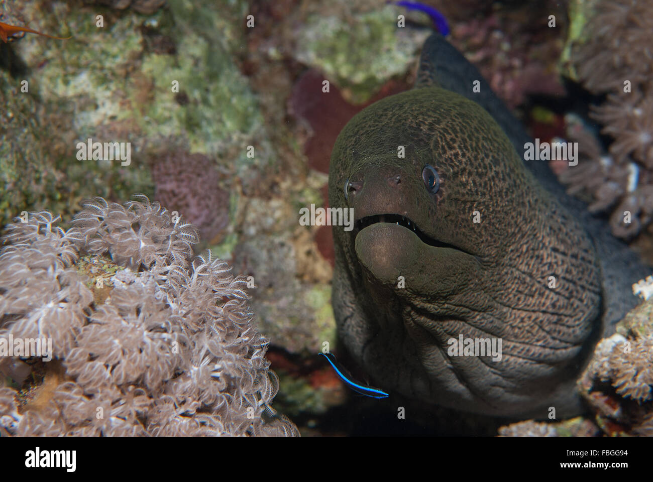 Riesige Muray, Gymnothorax Javanicus, Muraenidae, Sharm el Sheikh, Rotes Meer, Ägypten Stockfoto