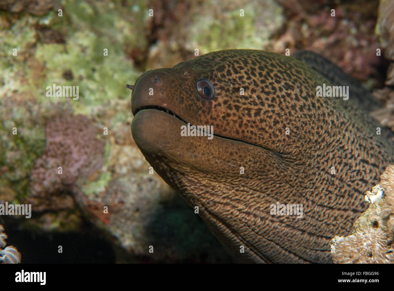 Riesige Muray, Gymnothorax Javanicus, Muraenidae, Sharm el Sheikh, Rotes Meer, Ägypten Stockfoto