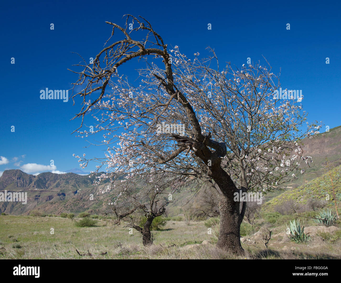 Gran Canaria, Caldera de Tejeda, Januar, Mandelbäume blühen ab Stockfoto