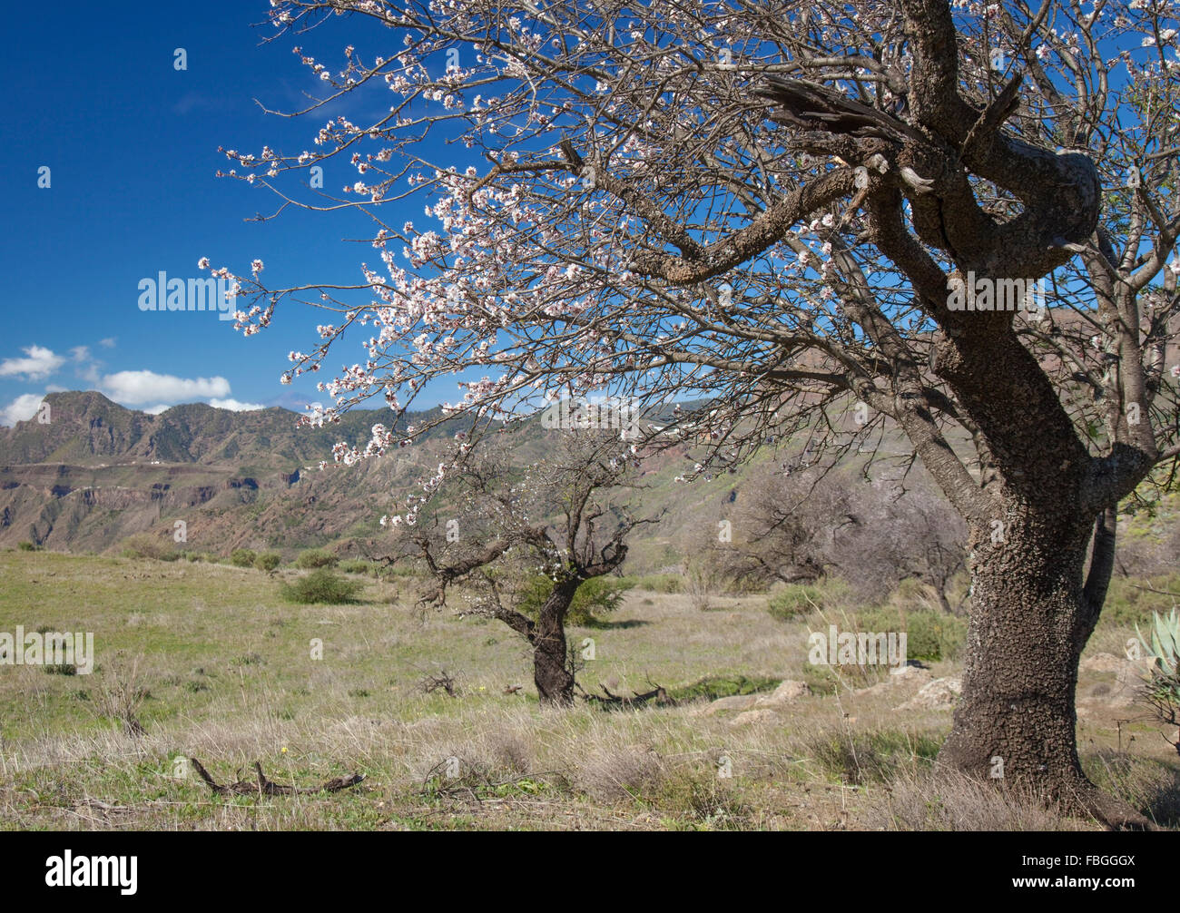 Gran Canaria, Caldera de Tejeda, Januar, Mandelbäume blühen ab Stockfoto