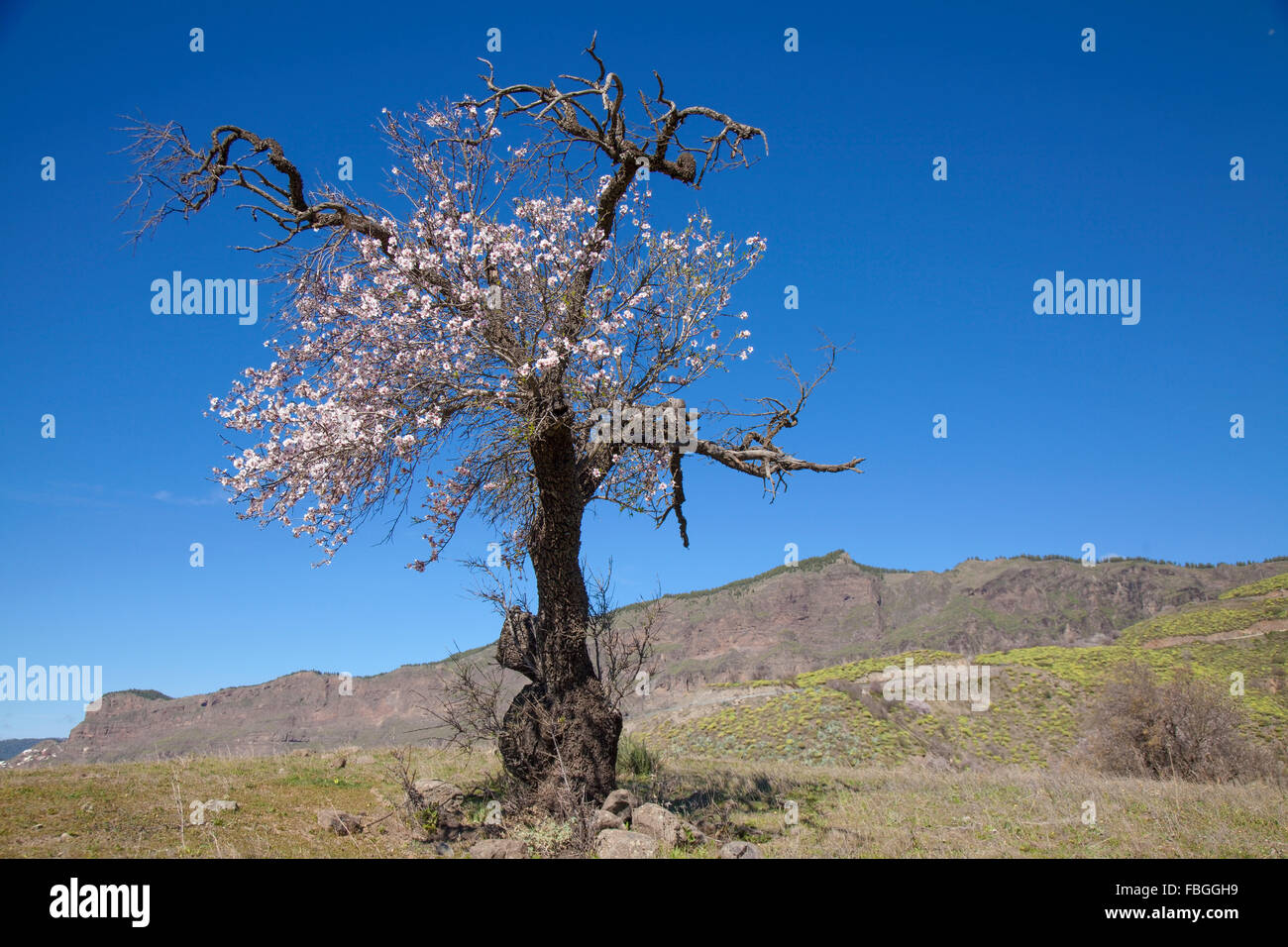 Gran Canaria, Caldera de Tejeda, Januar, Mandelbäume blühen ab Stockfoto