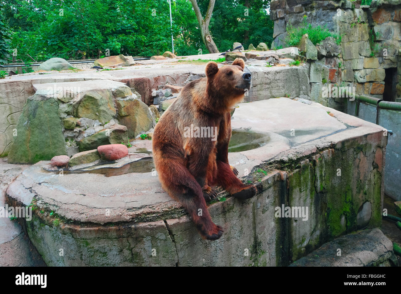 Braunbär Ursus Arctos sitzen, Seitenansicht Stockfoto