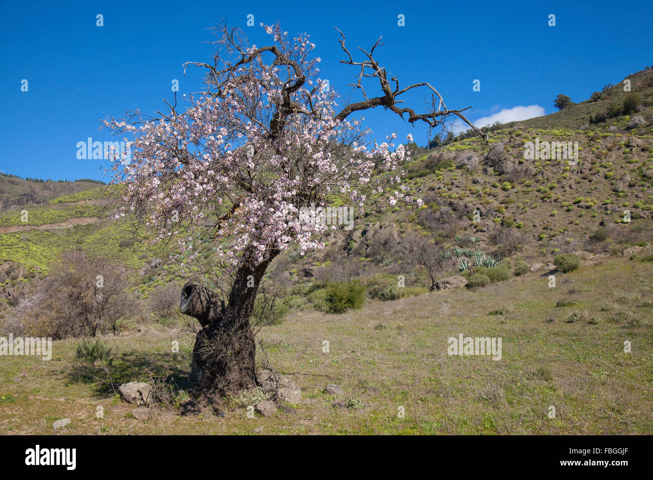 Gran Canaria, Caldera de Tejeda, Januar, Mandelbäume blühen ab Stockfoto
