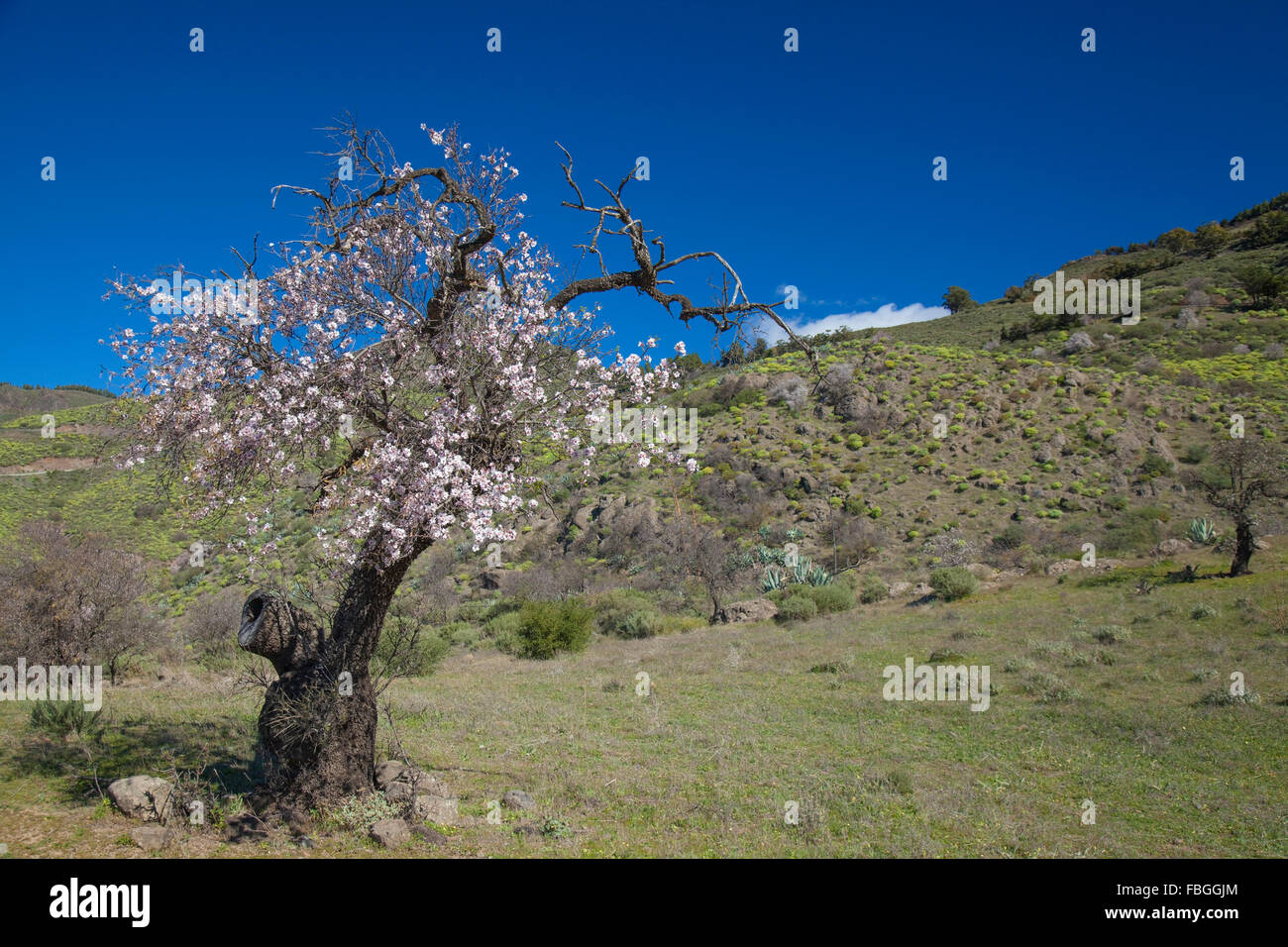 Gran Canaria, Caldera de Tejeda, Januar, Mandelbäume blühen ab Stockfoto