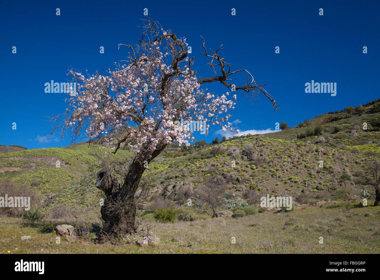 Gran Canaria, Caldera de Tejeda, Januar, Mandelbäume blühen ab Stockfoto