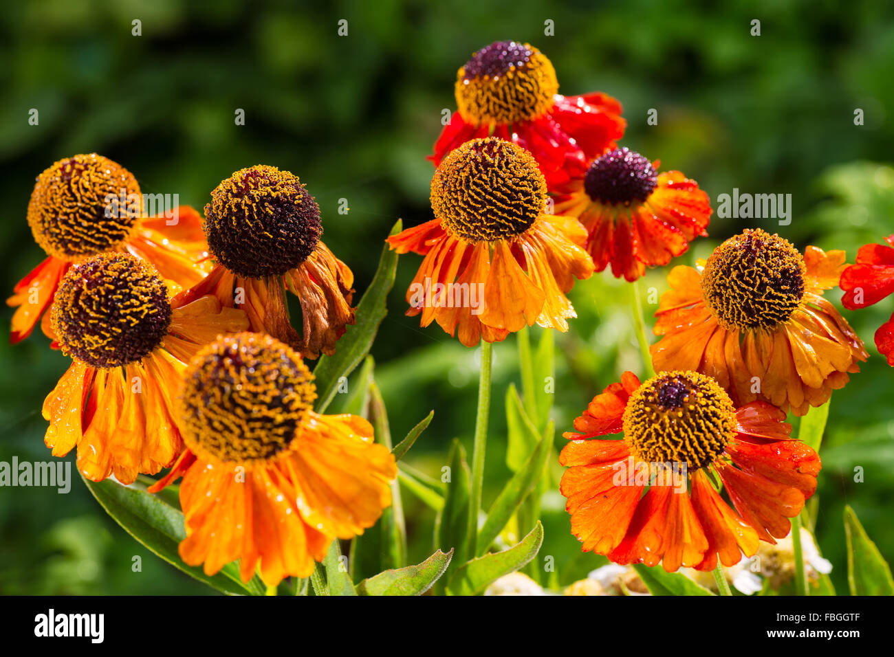 Decke Blume im Sommergarten. Stockfoto