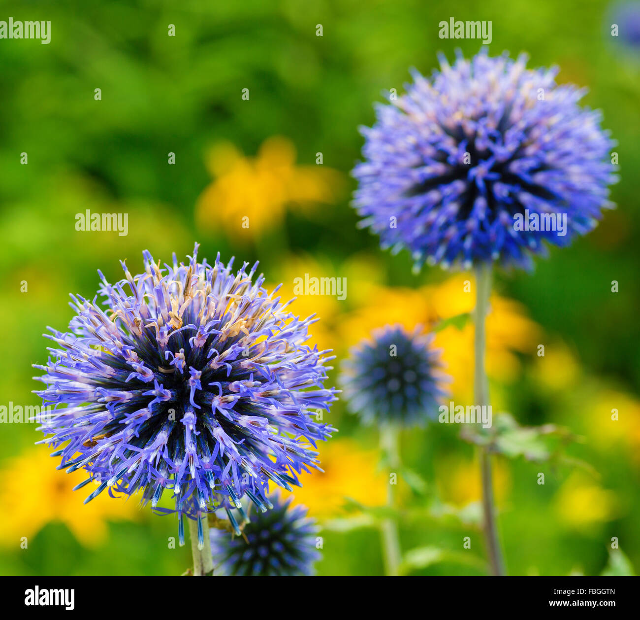 Globe Disteln im heimischen Garten. Stockfoto
