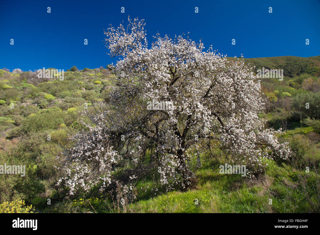 Gran Canaria, Caldera de Tejeda, Januar, Mandelbäume blühen ab Stockfoto