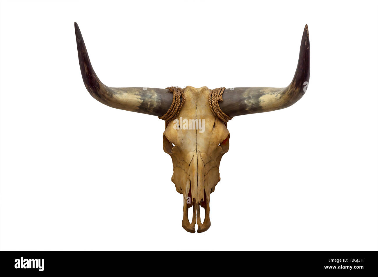 Kopf-Schädel von Bull isoliert auf weißem Hintergrund Stockfoto