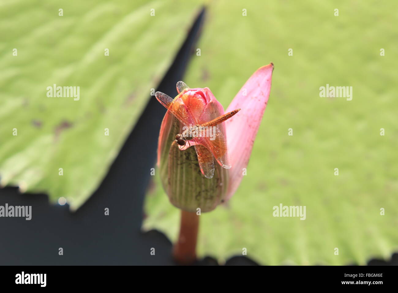 Libelle auf rosa Lotusblüte Stockfoto