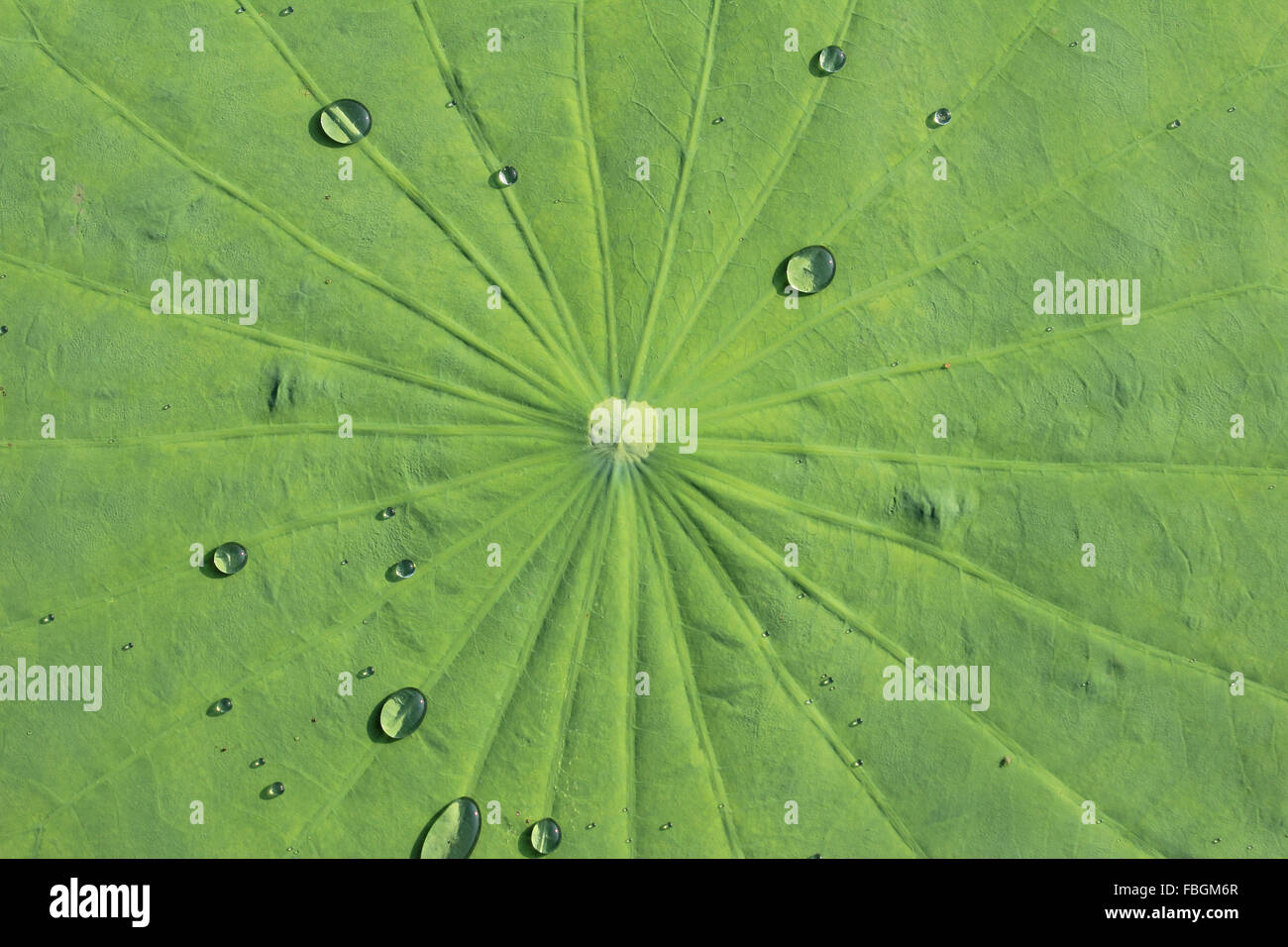 Wassertropfen auf Lotusblatt Stockfoto