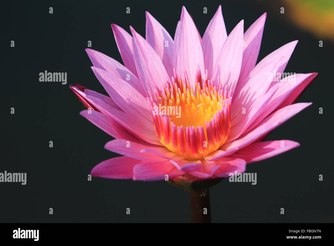 Rosa blume im teich Stockfotos und bilder Kaufen Alamy