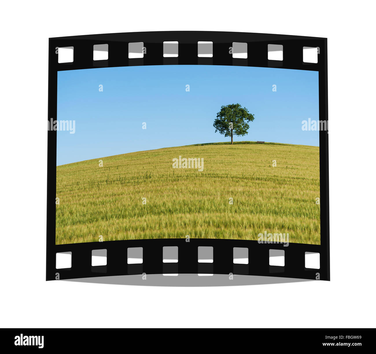Eine Eiche und einer Bank stehend auf einem Hügel in einem Weizenfeld im Sommer Stockfoto