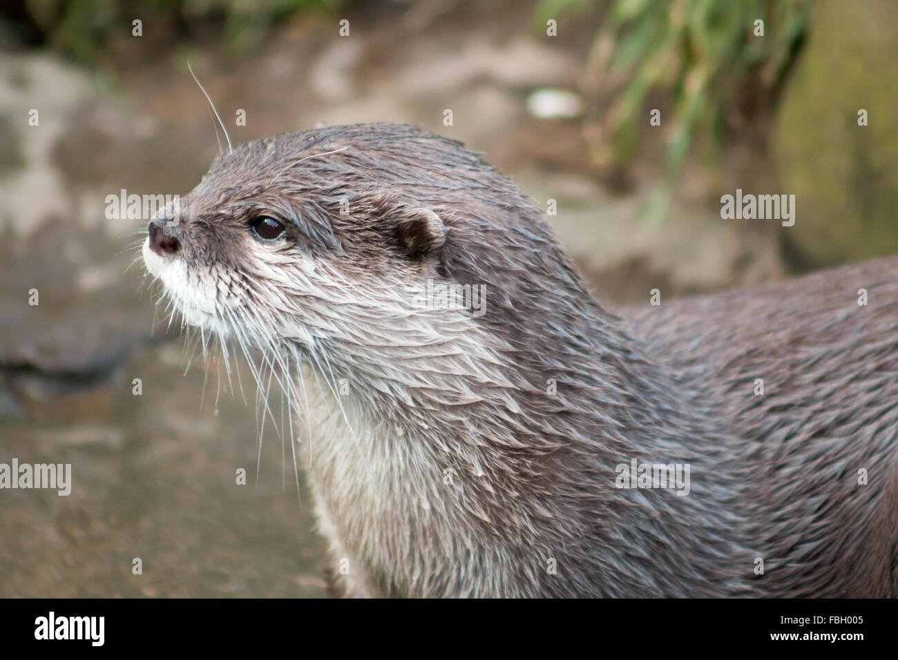 Asiatischen kurze krallte Otter (Amblonyx Cinerea), auch bekannt als kleine orientalische Clawed Fischotter. Stockfoto