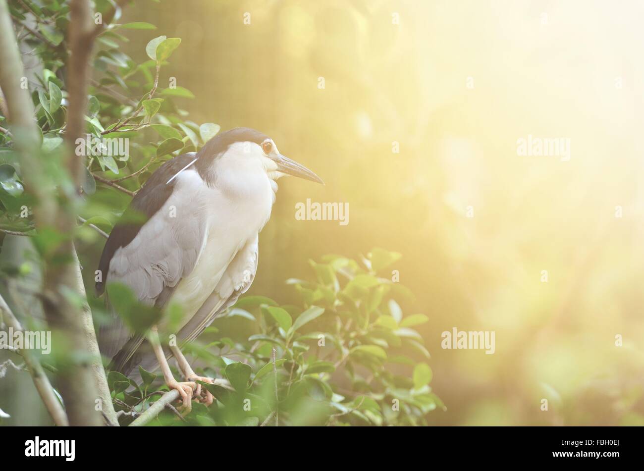 Schwarz-gekrönter Nachtreiher, Nycticorax Nycticorax mit Fackel Licht Stockfoto