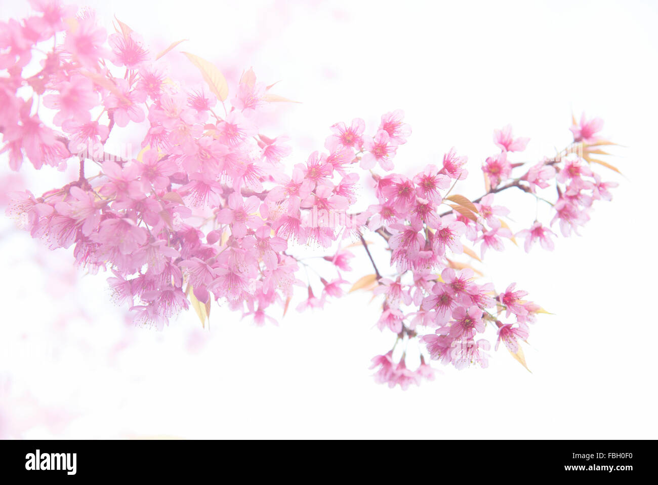 schöne wilde Himalaya Kirsche Blüte (Prunus Cerasoides) mit Fackel Licht Stockfoto