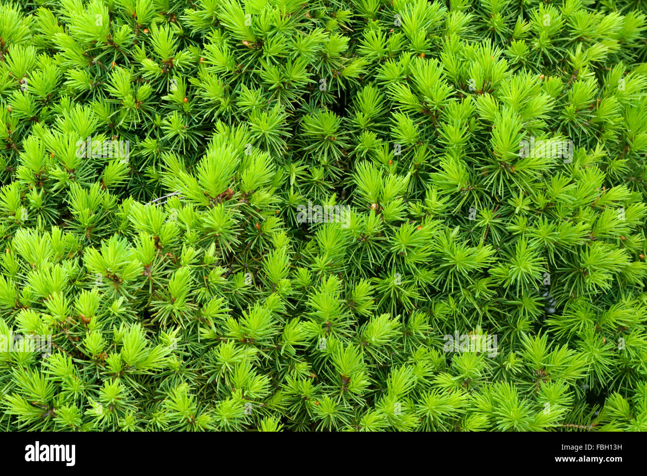 Eine immergrüne, Pflanze, mit Sprossen, füllen den gesamten Rahmen des Fotos, eine gute Hintergrundbild. Stockfoto