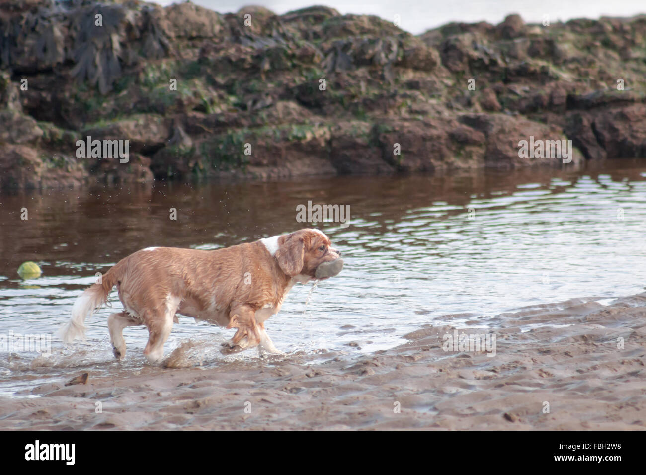 Cavalier King Charles Spaniel am Strand spielen. Scarborough, North Yorkshire, Vereinigtes Königreich. Stockfoto