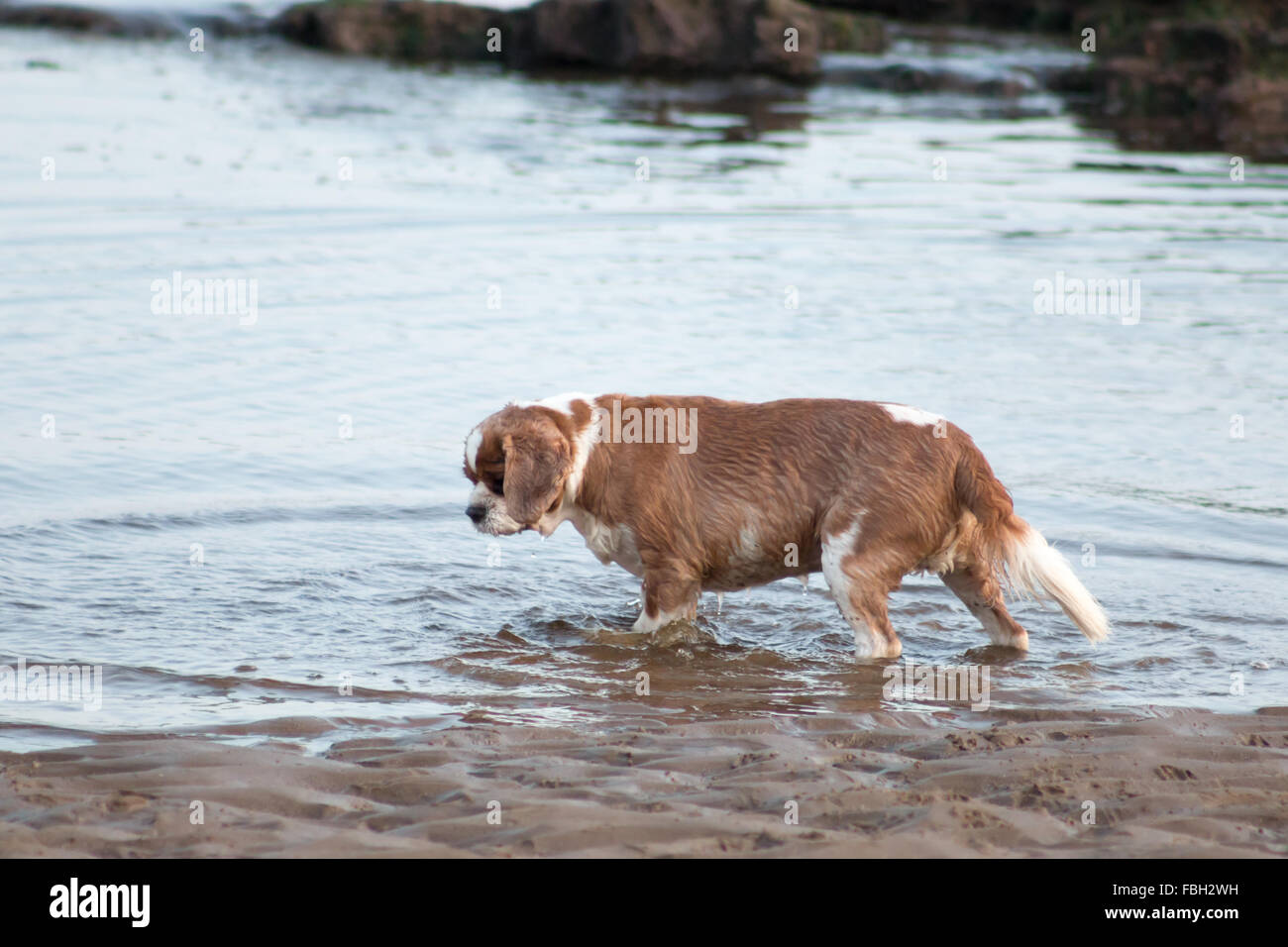 Cavalier King Charles Spaniel am Strand spielen. Scarborough, North Yorkshire, Vereinigtes Königreich. Stockfoto