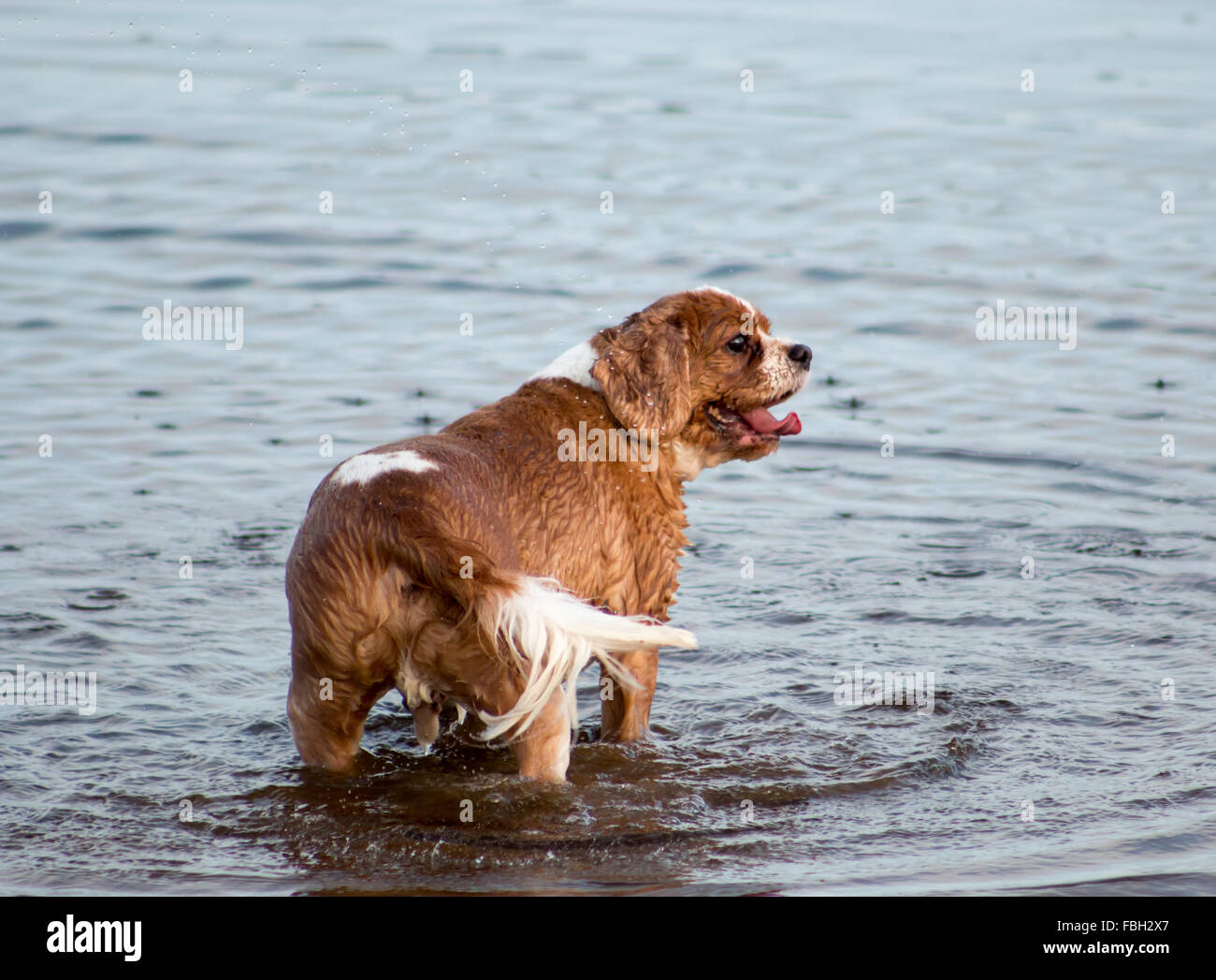 Cavalier King Charles Spaniel am Strand spielen. Scarborough, North Yorkshire, Vereinigtes Königreich. Stockfoto