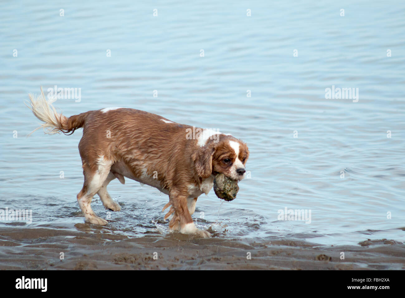 Cavalier King Charles Spaniel am Strand spielen. Scarborough, North Yorkshire, Vereinigtes Königreich. Stockfoto