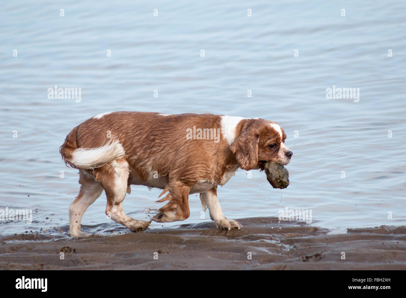 Cavalier King Charles Spaniel am Strand spielen. Scarborough, North Yorkshire, Vereinigtes Königreich. Stockfoto