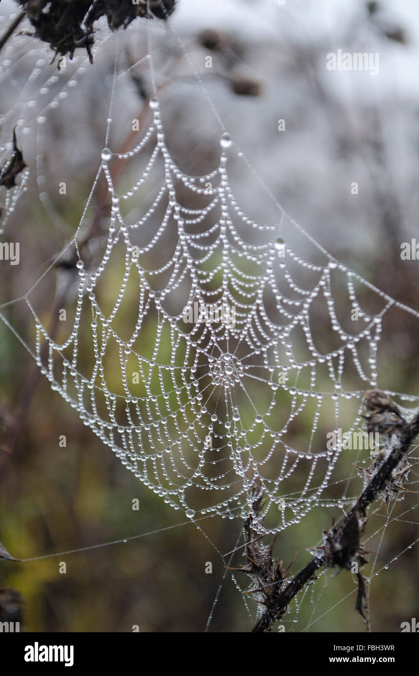 Spinnennetz im Tau Stockfoto