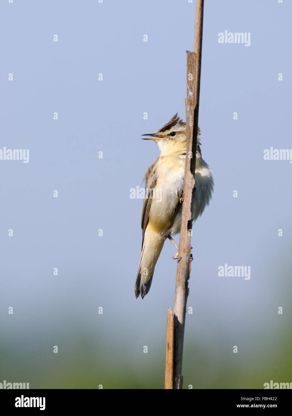 Hockende Schilfrohrsänger (Acrocephalus Schoenobaenus) singt. Moscow Region, Russland Stockfoto