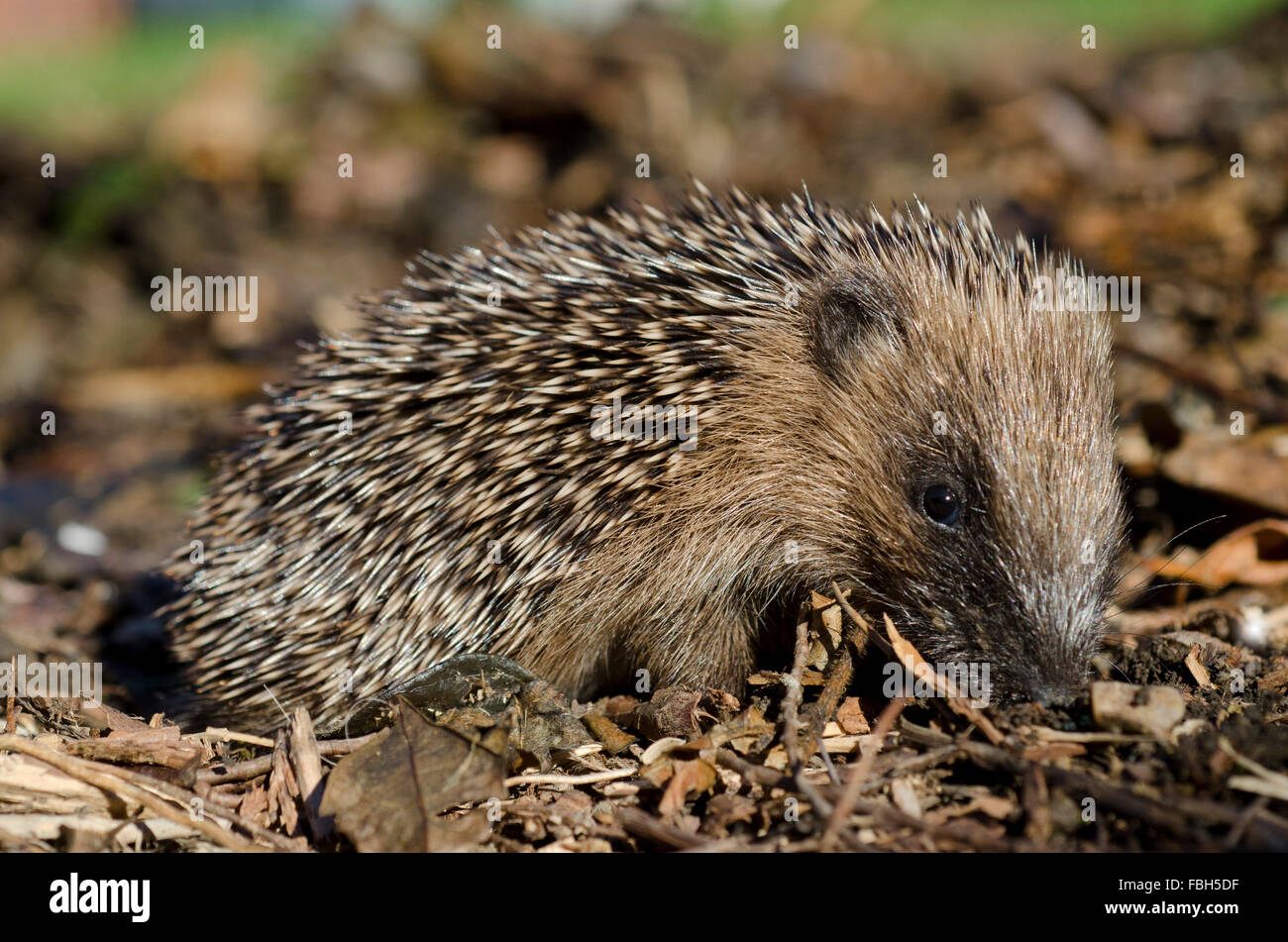 Igel im Laub (Erinaceus Europaeus Stockfotografie Alamy