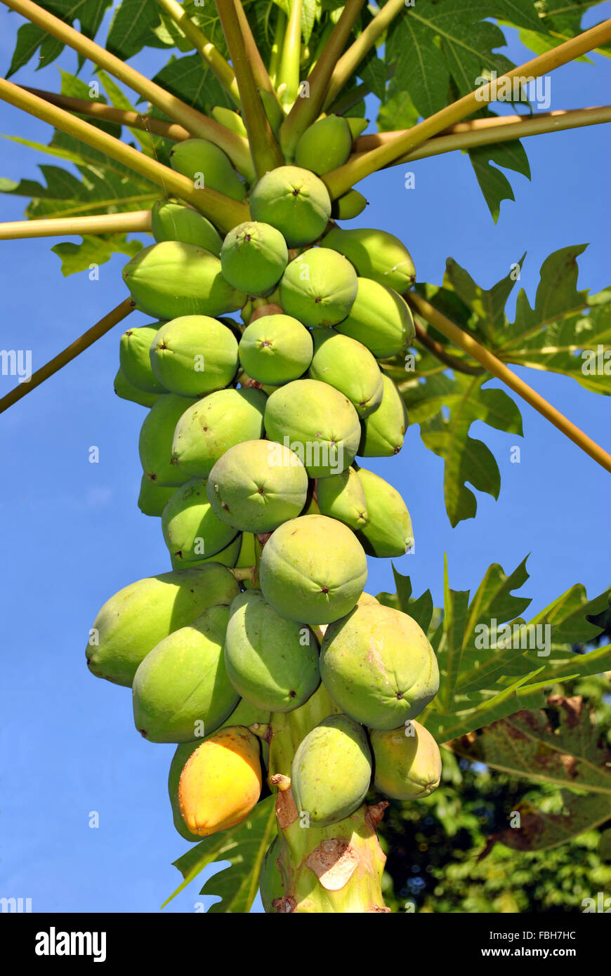 Papaya-Früchte lateinische Name Carica papaya Stockfoto