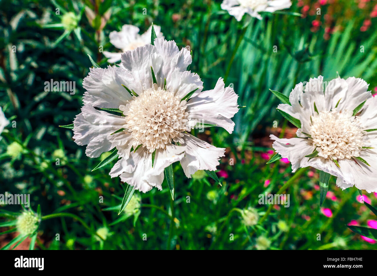 White Scabius Blumen in einem Garten. Stockfoto