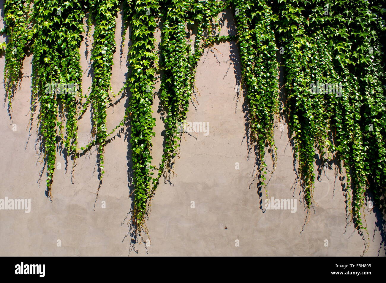 Efeu - immergrüne Kletterpflanzen an der Wand Stockfoto