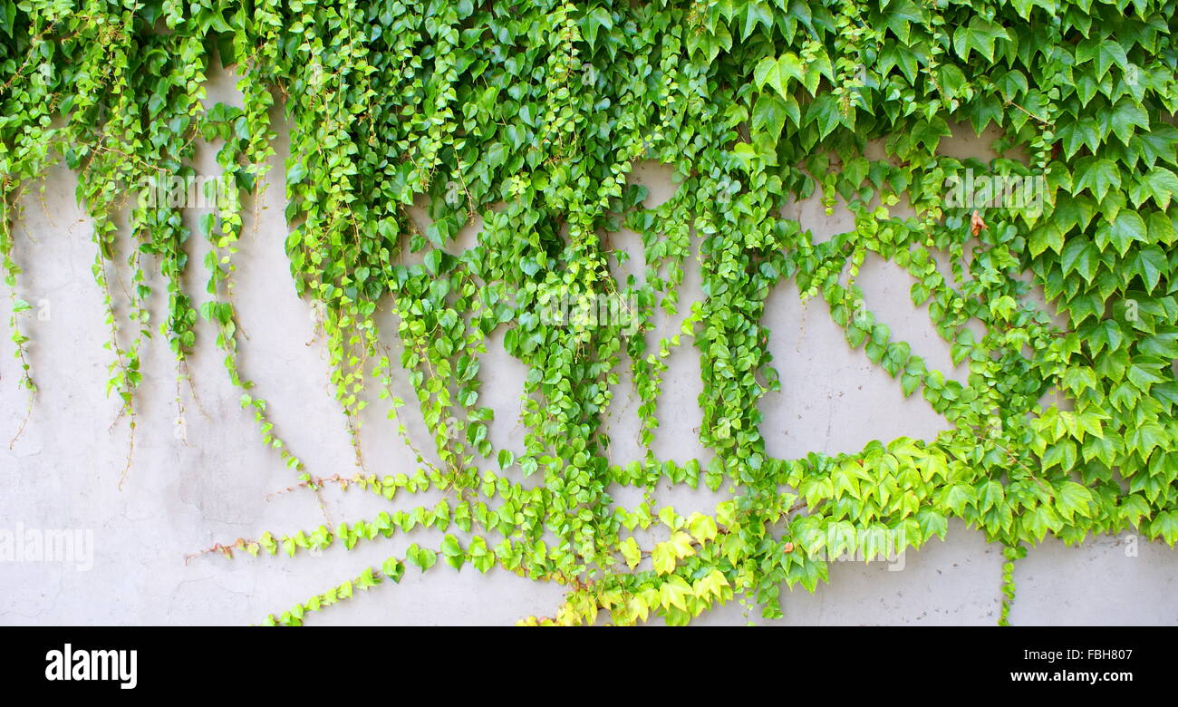 Efeu - immergrüne Kletterpflanzen an der Wand Stockfoto
