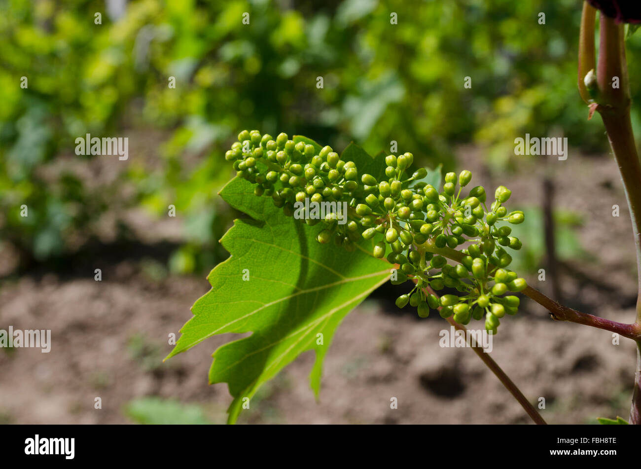 Bio-Weinbau im Norden Bulgariens im Sommer Stockfoto