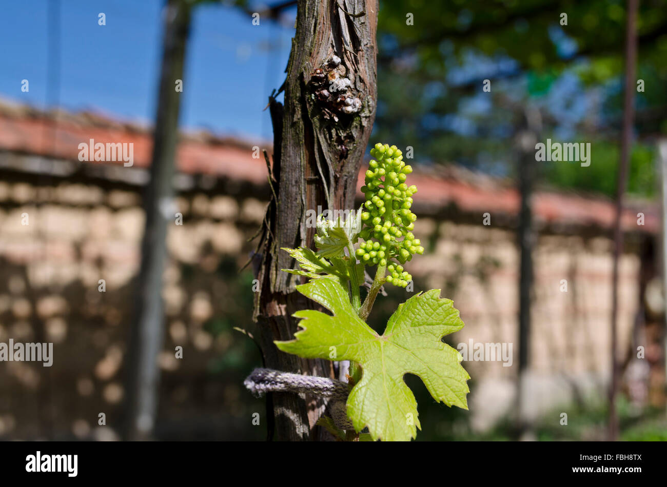 Bio-Weinbau im Norden Bulgariens im Sommer Stockfoto