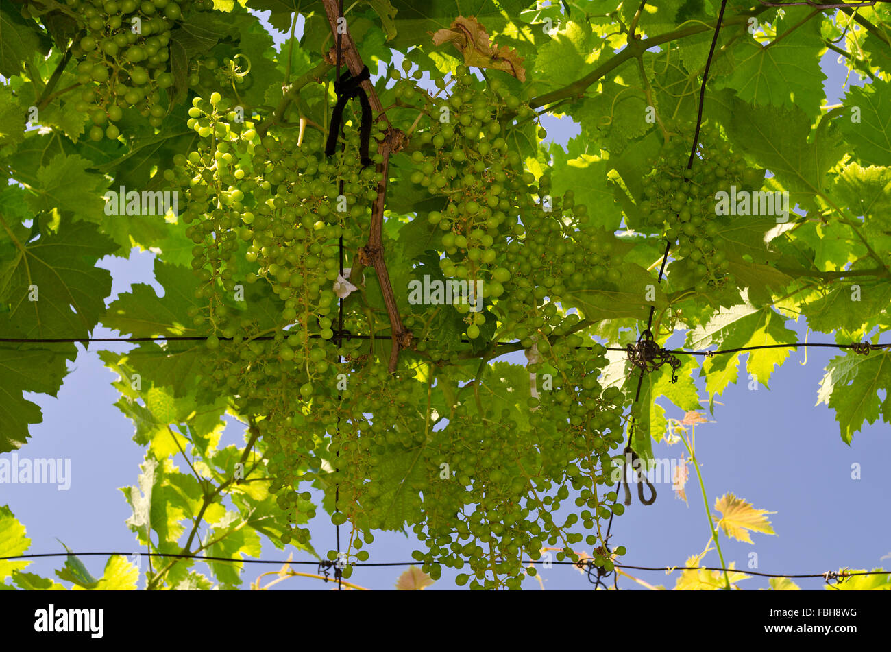 Bio-Weinbau im Norden Bulgariens im Sommer Stockfoto