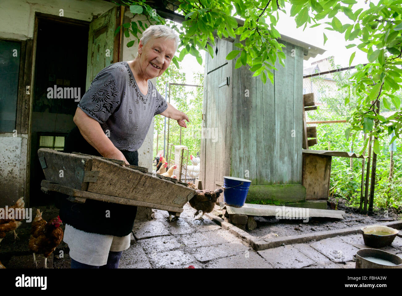 Bäuerin Fütterung Hähnchen Herde an einem privaten ländlichen Bauernhof in der Ukraine Stockfoto