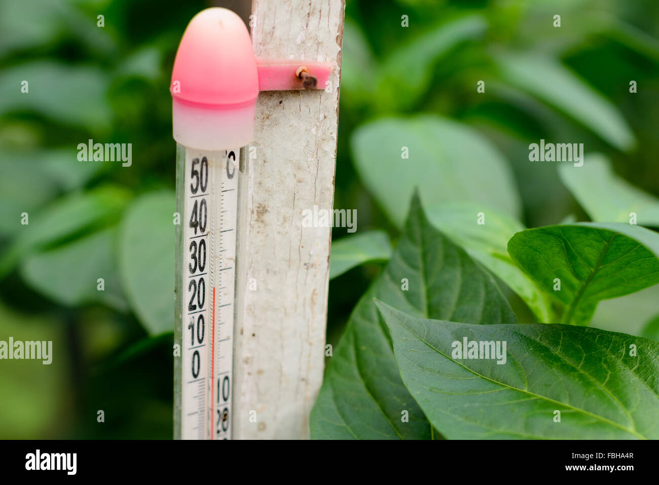 Altes Thermometer in einem Gewächshaus, die Temperatur in Grad Celsius Stockfoto