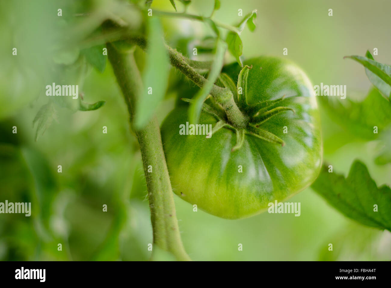 Eine grüne Tomate auf einem Ast Stockfoto