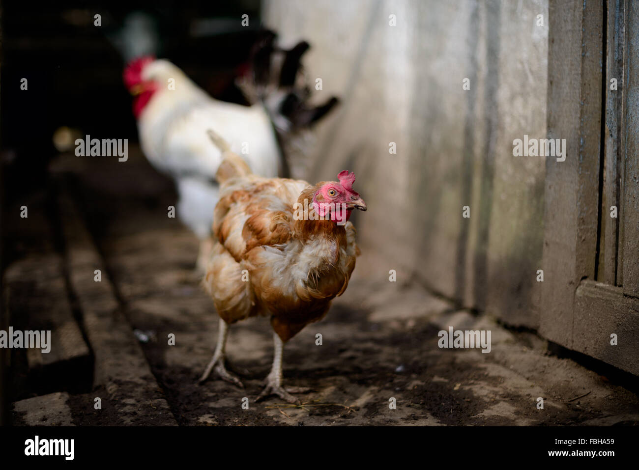 Eine braune Henne in einen privaten Stall in der Ukraine mit einem Hahn im Hintergrund Stockfoto