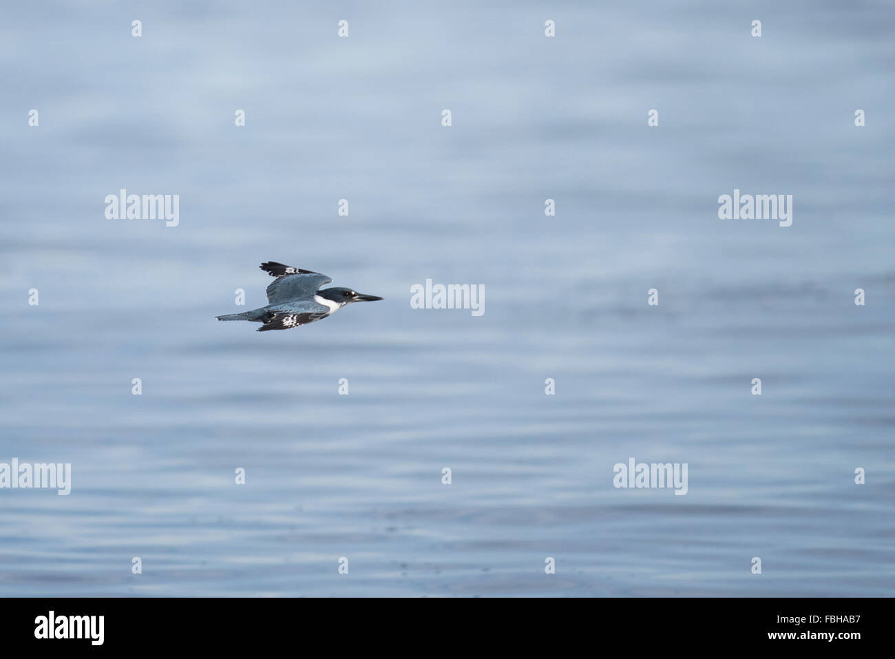 Gürtelreifen Eisvogel im Flug über dem Pazifischen Ozean Stockfoto