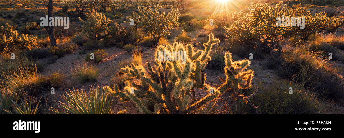 USA, Amerika, Nevada, Mojave Wüste, Kaktus, Licht, Gegenlicht, Strahlen, Helligkeit, Stimmung, Abend, Abenddämmerung, Farbe, Warm, rot, Orange, gelb, Panorama, Stockfoto
