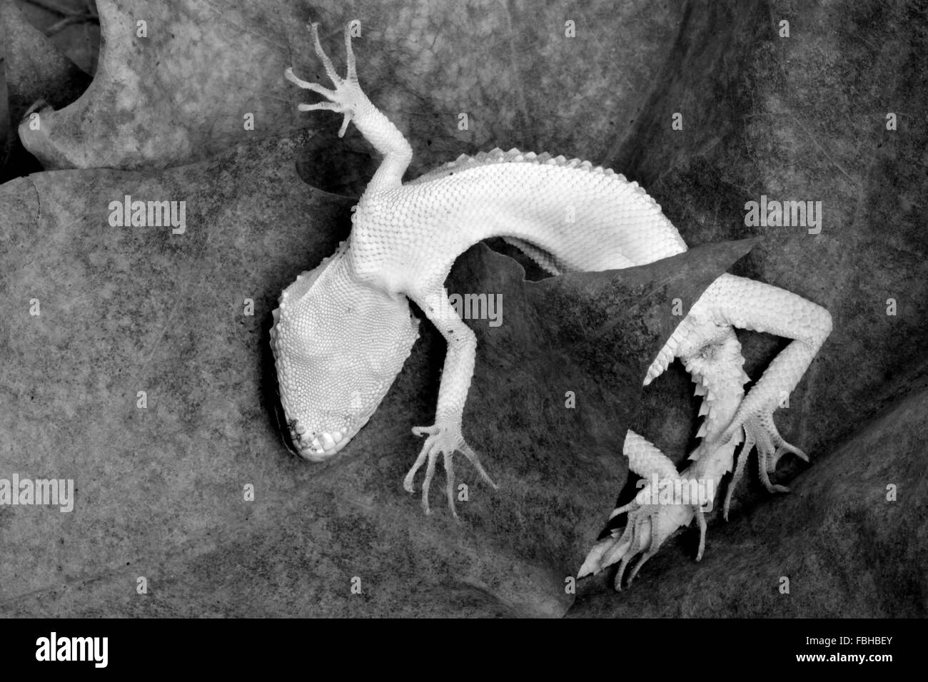 Toten Gecko schwarz und weiß (möglicherweise Cyrtopodion Caspius). Unterseite der eine tote Eidechse zeigen Details der Skalen auf Bauch Stockfoto